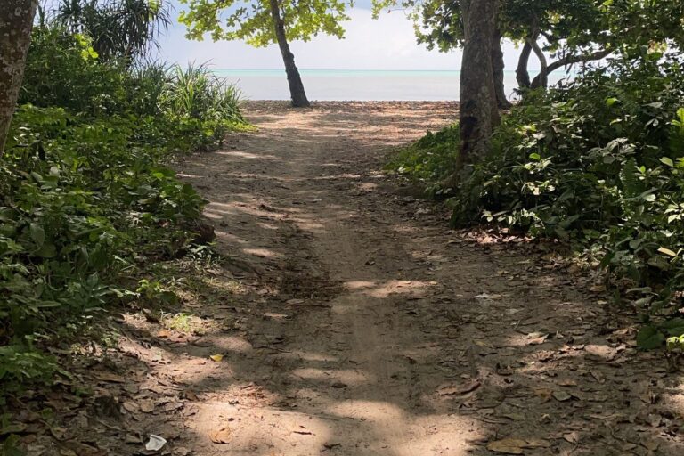 Shaded forest trail leading towards the beach