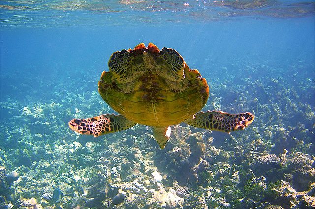Sea turtle swimming over a coral reef while snorkeling