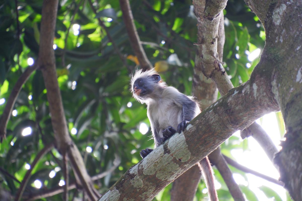 Monkey on a branch in Jozani Forest