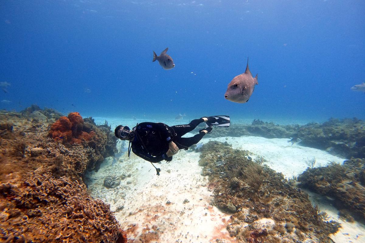 Scuba diver swimming over a coral reef with fish