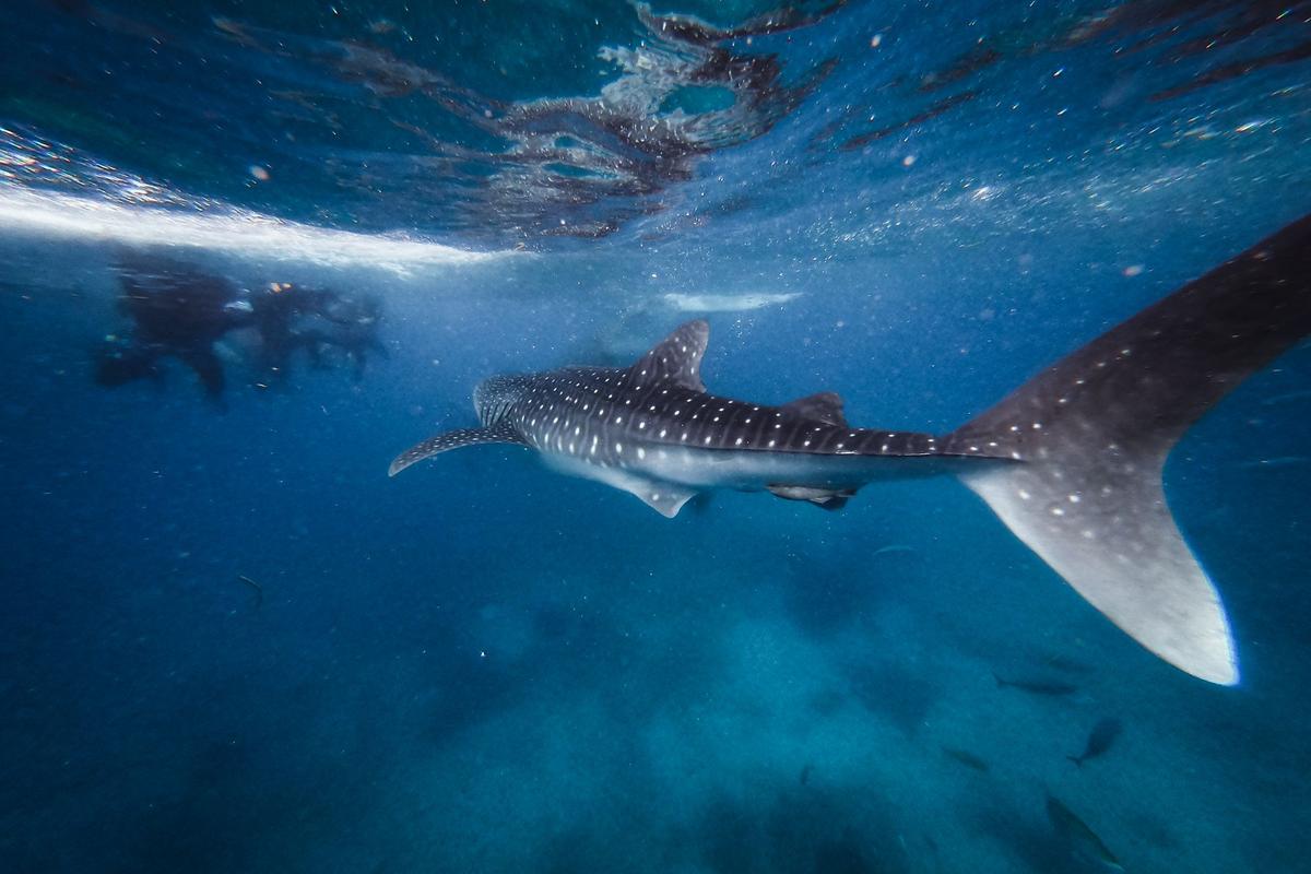 Whale shark and a diver in blue water