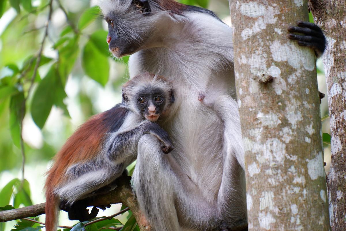 Red colobus monkey with its baby in Jozani Forest