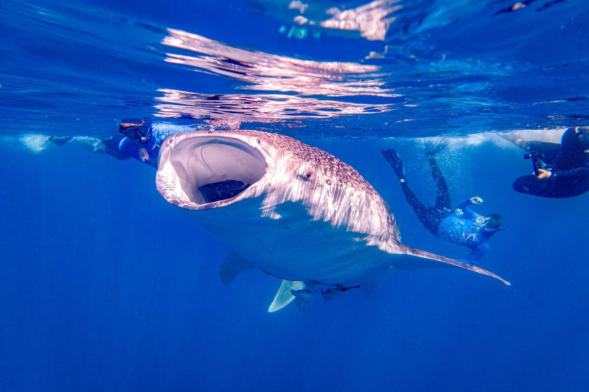 Snorkellers swimming next to a whale shark