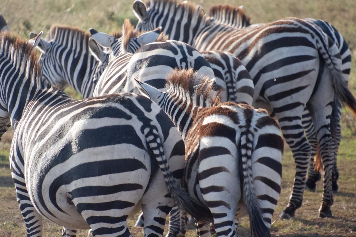 Zebras grazing on a Tanzanian safari