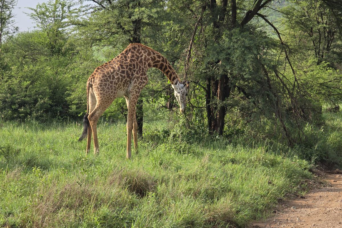Giraffe in the bush on a Tanzanian safari