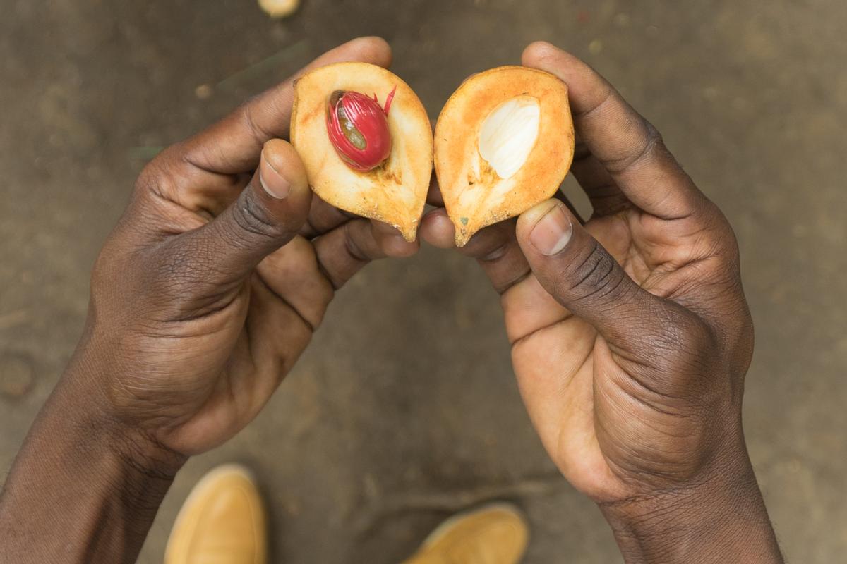 Fresh nutmeg held open in two hands at a Zanzibar spice farm